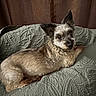 dog, pet, animal, fur, quilt, green, texture, indoor, relaxed, curious, ears, lying_down, small_dog, cozy, cute, companion, home, resting, brown, portrait