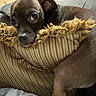 Bugs joined the competition — help win amazing prizes! dog, pet, pillow, striped_pillow, fringe, indoor, home, brown_dog, cozy, resting, canine, fur, snout, ears, couch, relaxed, looking, animal, companion, domestic