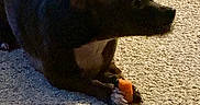 Bugs is registered to the contest to win money with this photo: dog, carpet, indoor, black_dog, small_dog, pet, animal, lying_down, shadow, orange_object, paws, white_patch, fur, mammal, companion_animal, resting, cute, domestic_animal, carpet_texture, home