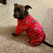 Bugs joined the competition — help win amazing prizes! dog, pet, animal, red_clothing, festive, christmas, onesie, carpet, indoor, small_dog, brown_dog, cute, looking_back, ears_up, floor, cozy, home, carpet_texture, christmas_pattern, holiday