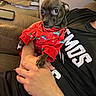 Bugs is registered to the contest to win money with this photo: dog, puppy, clothing, sweater, red, person, hand, couch, furniture, indoor, pet, small_dog, holiday, pattern, textile, comfort, holding, alert, curious, casual
