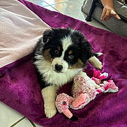 Bounty participe au concours pour gagner de l'argent avec cette photo : puppy, dog, toy, plush_toy, blanket, purple_blanket, floor_tiles, child_hand, indoor, pet, cute, fur, tricolor, small_dog, playful, cozy, looking_up, soft_toys, home, domestic
