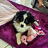 puppy, dog, toy, plush_toy, blanket, purple_blanket, floor_tiles, child_hand, indoor, pet, cute, fur, tricolor, small_dog, playful, cozy, looking_up, soft_toys, home, domestic