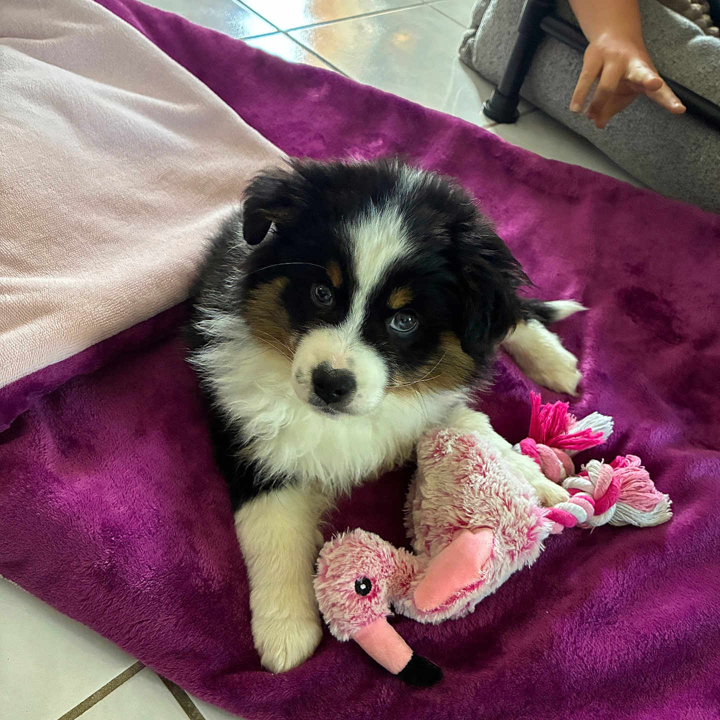 Bounty participe au concours pour gagner de l'argent avec cette photo : puppy, dog, toy, plush_toy, blanket, purple_blanket, floor_tiles, child_hand, indoor, pet, cute, fur, tricolor, small_dog, playful, cozy, looking_up, soft_toys, home, domestic