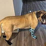 Thanos is registered to the contest to win money with this photo: dog, socks, indoor, wooden_floor, brown_dog, pet, animal, flooring, wall, collar, standing, looking, curious, light, shadow, canine, domestic_animal, fur, expression, house