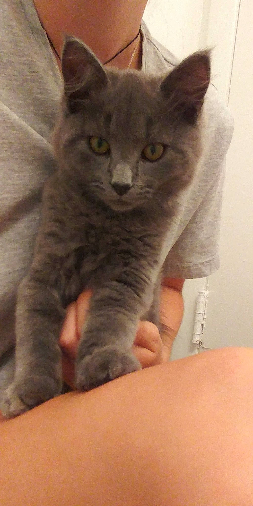 Cornell is registered to the contest to win money with this photo: asian, british_longhair, british_semi_longhair, british_shorthair, burmese, carnivore, cat, chartreux, domestic_short_haired_cat, felidae, kitten, korat, mammal, nebelung, oriental_longhair, polydactyl_cat, russian_blue, small_to_medium_sized_cats, vertebrate, whiskers