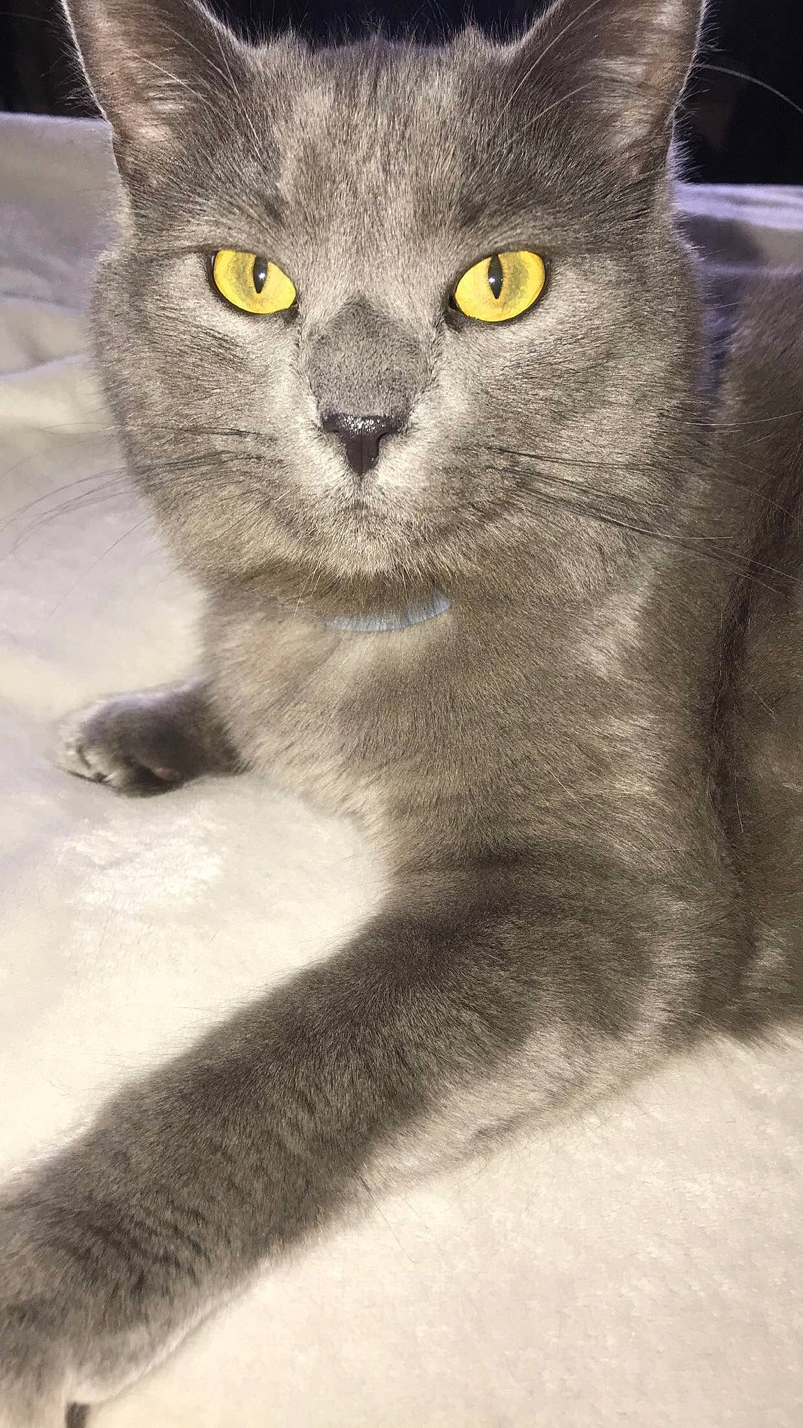 Cornell joined the competition — help win amazing prizes! asian, british_semi_longhair, british_shorthair, burmese, carnivore, cat, chartreux, domestic_short_haired_cat, eye, felidae, kitten, korat, mammal, nebelung, russian_blue, scottish_fold, small_to_medium_sized_cats, snout, vertebrate, whiskers