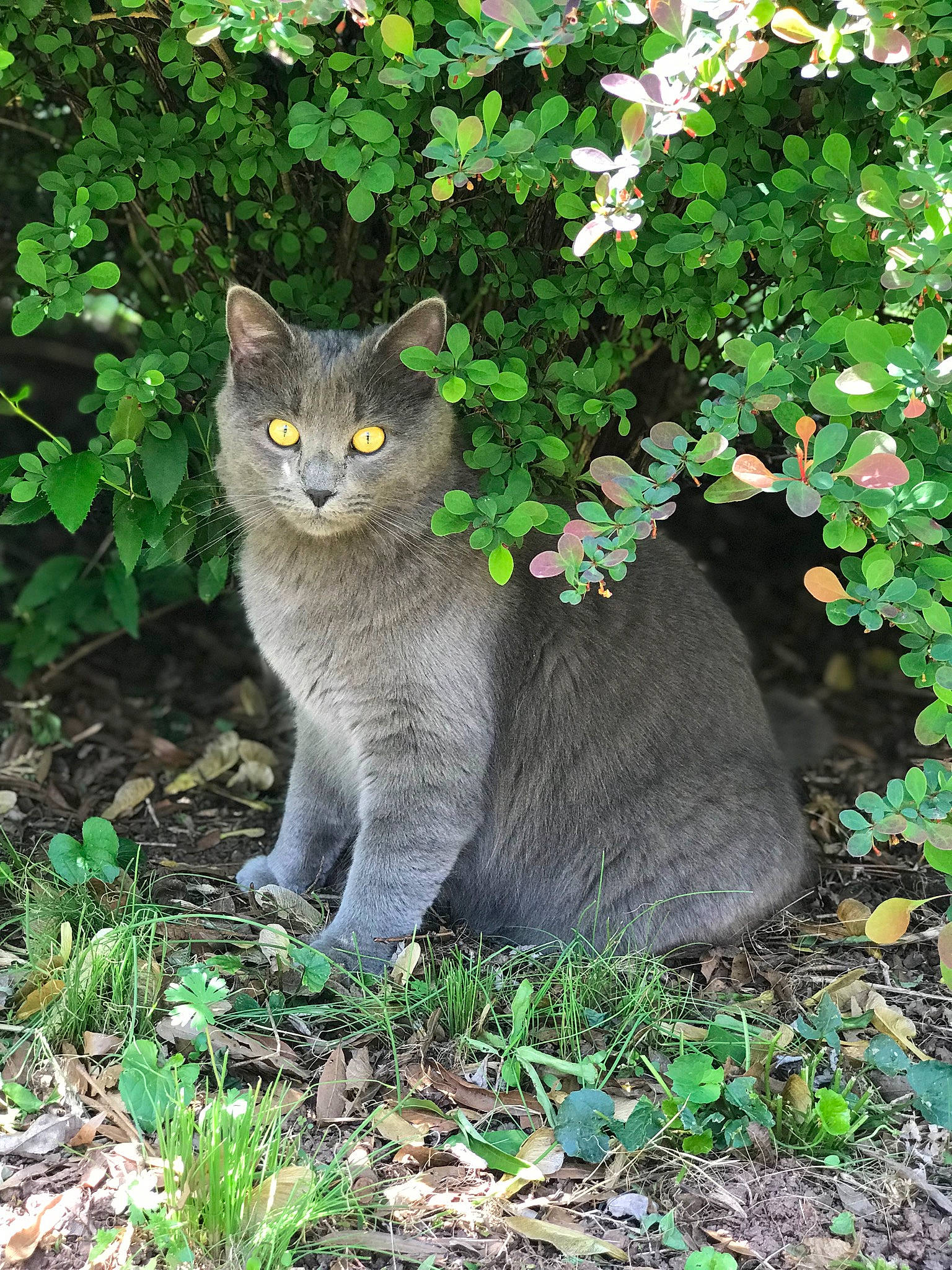 Cornell joined the competition — help win amazing prizes! botany, british_shorthair, carnivore, cat, chartreux, domestic_short_haired_cat, european_shorthair, felidae, grass, groundcover, korat, leaf, nebelung, plant, russian_blue, small_to_medium_sized_cats, tabby_cat, tree, whiskers, wild_cat