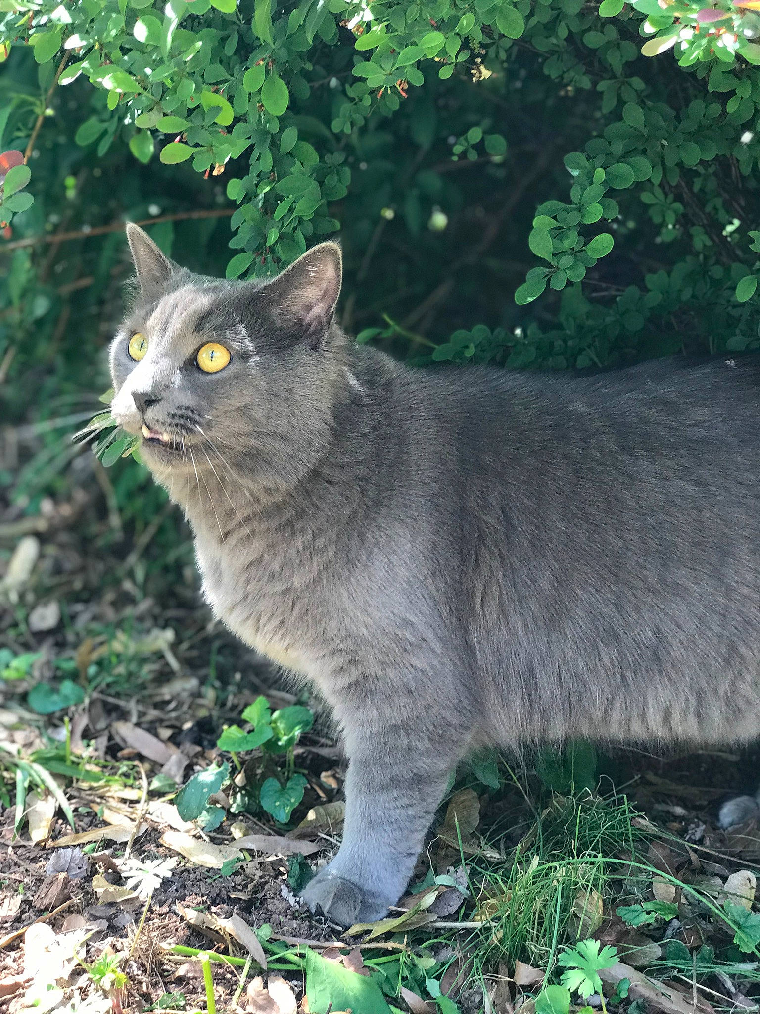 Cornell joined the competition — help win amazing prizes! asian, british_shorthair, carnivore, cat, chartreux, domestic_short_haired_cat, european_shorthair, felidae, german_rex, grass, mammal, nebelung, plant, small_to_medium_sized_cats, snout, tabby_cat, tree, whiskers, wild_cat, wildlife