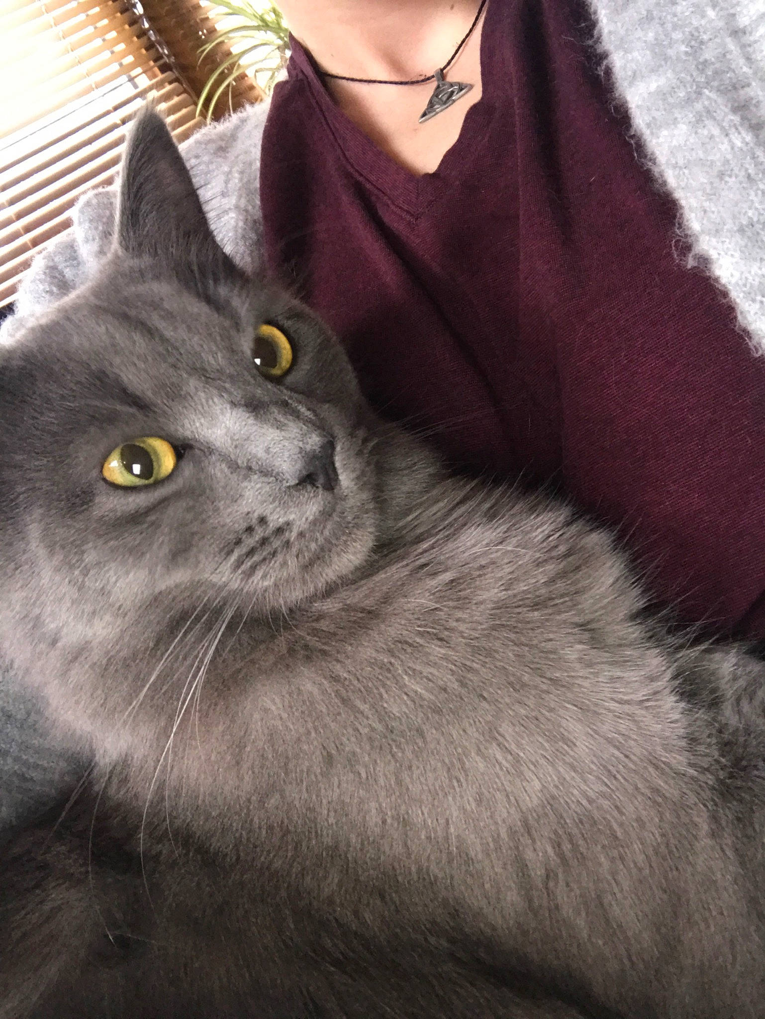 Cornell is registered to the contest to win money with this photo: asian_semi_longhair, black_cat, british_longhair, british_semi_longhair, british_shorthair, carnivore, cat, chartreux, domestic_long_haired_cat, domestic_short_haired_cat, felidae, korat, mammal, nebelung, persian, russian_blue, small_to_medium_sized_cats, snout, vertebrate, whiskers