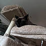 Oliver is registered to the contest to win money with this photo: animal, cat, cat_tree, closeup, cozy, cute, domestic_cat, ears, feline, fur, furniture, houseplant, indoor, mammal, pet, relaxed, resting, siamese_cat, sleepy, whiskers