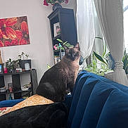 Oliver is registered to the contest to win money with this photo: animal, blue_couch, cat, cozy, curtains, decor, flowers, furniture, home, indoor_plants, interior, living_room, pet, relaxed, seated, shelf, siamese_cat, soft_light, vase, window