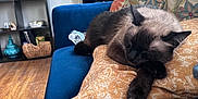 Oliver joined the competition — help win amazing prizes! blue_couch, books, bookshelf, cat, couch, cozy, decor, furniture, home, indoor, living_room, natural_light, painting, pillow, plant, relaxation, siamese_cat, sleeping, window, wooden_floor