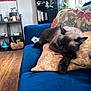 blue_couch, books, bookshelf, cat, couch, cozy, decor, furniture, home, indoor, living_room, natural_light, painting, pillow, plant, relaxation, siamese_cat, sleeping, window, wooden_floor