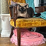 Oliver joined the competition — help win amazing prizes! animal, armchair, blanket, cat, comfort, cozy, domestic, furniture, home_decor, indoor, living_room, pet, pillow, pink_pet_bed, relaxed, resting, siamese_cat, velvet, vintage_furniture, wooden_floor