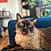 Oliver