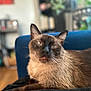 cat, siamese_cat, pet, animal, feline, tongue_out, indoor, cozy, blurred_background, fur, whiskers, ears, relaxed, closeup, resting, domestic_cat, cute, household, blue_couch, wooden_floor
