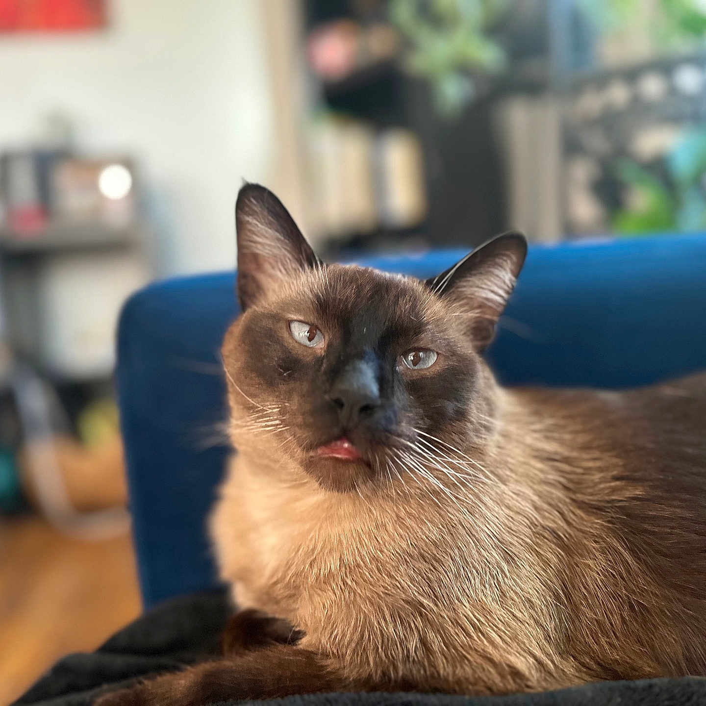 Oliver joined the competition — help win amazing prizes! animal, blue_couch, blurred_background, cat, closeup, cozy, cute, domestic_cat, ears, feline, fur, household, indoor, pet, relaxed, resting, siamese_cat, tongue_out, whiskers, wooden_floor