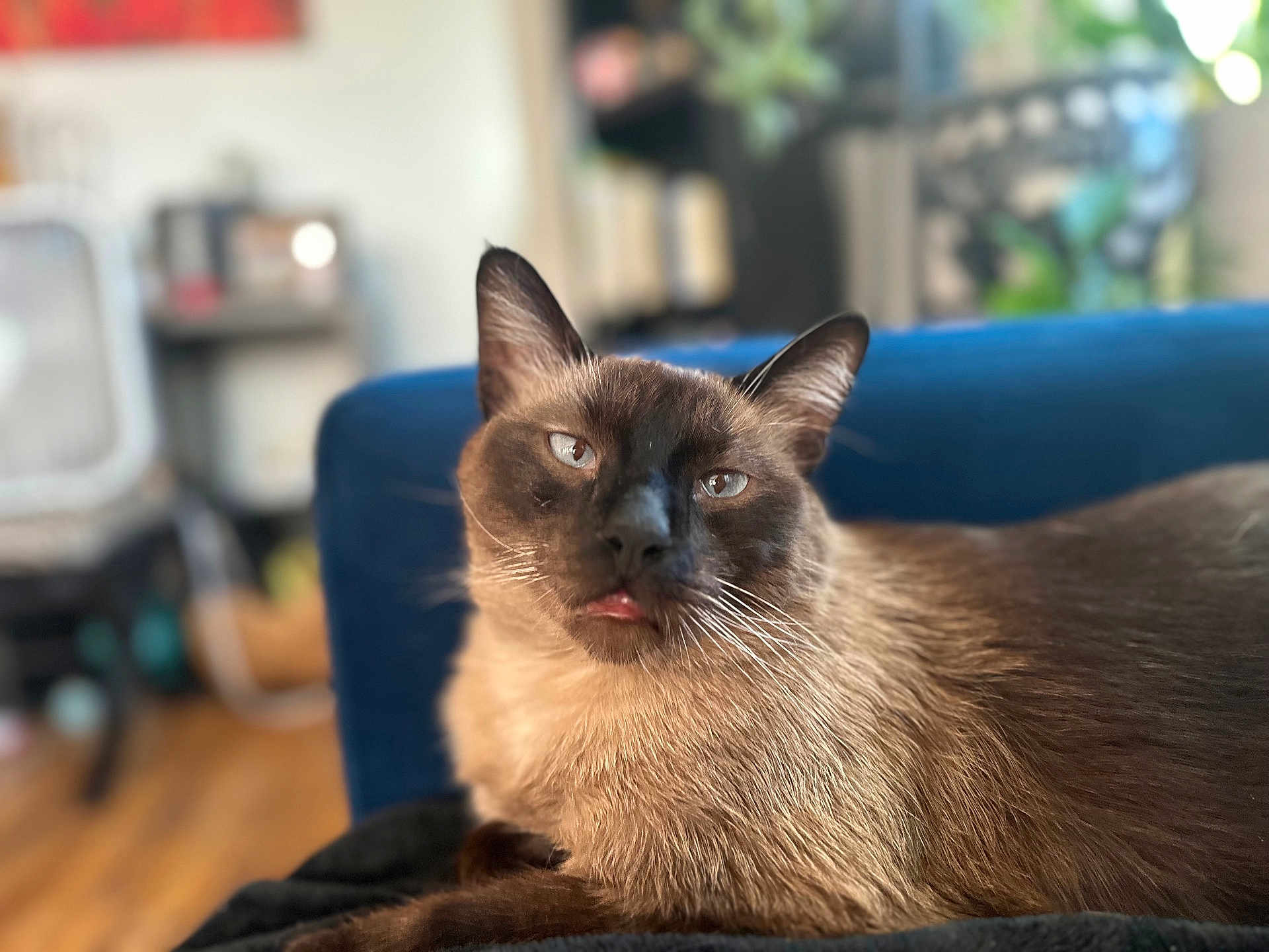 Oliver joined the competition — help win amazing prizes! cat, siamese_cat, pet, animal, feline, tongue_out, indoor, cozy, blurred_background, fur, whiskers, ears, relaxed, closeup, resting, domestic_cat, cute, household, blue_couch, wooden_floor
