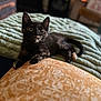Lucy Lu joined the competition — help win amazing prizes! animal, blanket, blurred_background, cat, cozy, cute, ears, feline, fur, home, indoor, kitten, pet, pillow, relaxed, soft, tail, texture, tortoiseshell, whiskers