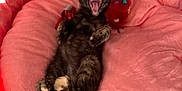 Lucy Lu joined the competition — help win amazing prizes! animal, cat, cozy, cute, feline, fluffy, fur, indoor, kitten, paw, pet_bed, pink, plush_toy, relaxed, resting, small, tortoiseshell, toy, whiskers, yawning
