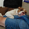 animal, blanket, brown_and_white, bulldog, closed_eyes, couch, cushion, denim, dog, human, indoors, jeans, lap, living_room, pet, portrait, relaxed, resting, sleeping, wrinkled_face
