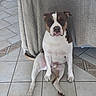 Tanos participe au concours pour gagner de l'argent avec cette photo : animal, blanket, brown_and_white, dog, floor, floppy_ears, front_facing, funny_pose, home, indoors, paws, pet, pit_bull, portrait, serious_expression, short_hair, sitting, tail, tile_floor, white_chest