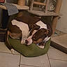 animals, brown_and_white, cat_tree, cozy, cuddling, dog_face, dogs, furniture, green_bed, home, indoor, pet, pet_bed, portrait, resting, scratching_post, short_hair, sleeping, tile_floor, two_dogs