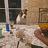 Tanos participe au concours pour gagner de l'argent avec cette photo : animal, chair, dessert, dining_table, dinner, dog, drinks, evening, glasses, home, human, indoors, lace, pet, portrait, remote_control, sitting, stone_wall, tablecloth, window