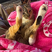Lucky joined the competition — help win amazing prizes! cat, feline, pet, tabby_cat, calico, paws, front_paws, pink_blanket, blanket, cozy, indoor, living_room, fireplace, whiskers, fur, stretching, cute, closeup, portrait, relaxing