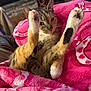 cat, feline, pet, tabby_cat, calico, paws, front_paws, pink_blanket, blanket, cozy, indoor, living_room, fireplace, whiskers, fur, stretching, cute, closeup, portrait, relaxing