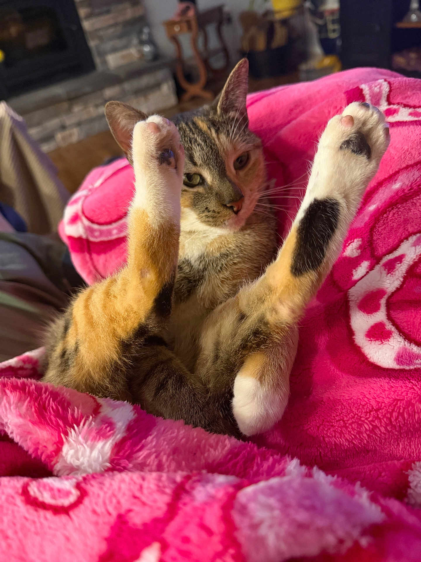 Lucky joined the competition — help win amazing prizes! cat, feline, pet, tabby_cat, calico, paws, front_paws, pink_blanket, blanket, cozy, indoor, living_room, fireplace, whiskers, fur, stretching, cute, closeup, portrait, relaxing