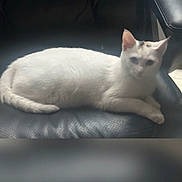 Luna is registered to the contest to win money with this photo: cat, white_cat, pet, animal, indoor, chair, leather, feline, relaxed, sitting, cute, domestic_animal, fur, whiskers, ears, tail, paw, resting, looking, home