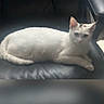 cat, white_cat, pet, animal, indoor, chair, leather, feline, relaxed, sitting, cute, domestic_animal, fur, whiskers, ears, tail, paw, resting, looking, home