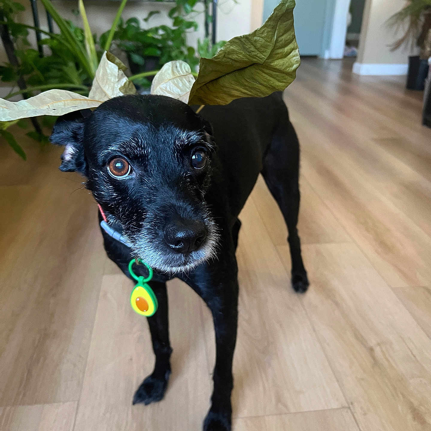 Ozzy is registered to the contest to win money with this photo: animal, avocado_tag, black_dog, collar, curious, decor, dog, domestic, ears, eyes, fur, green_plants, home, houseplant, indoor, leaf_crown, pet, portrait, standing, wooden_floor