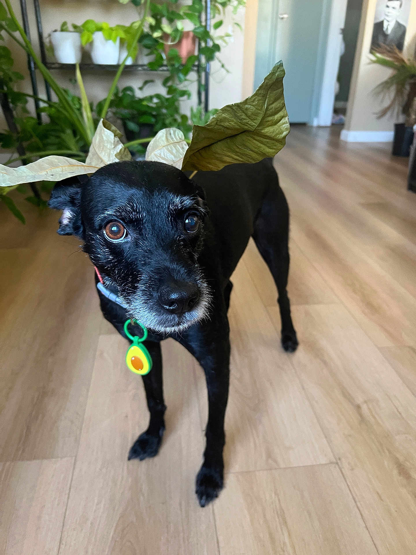 Ozzy is registered to the contest to win money with this photo: dog, black_dog, leaf_crown, avocado_tag, wooden_floor, indoor, houseplant, green_plants, curious, pet, animal, domestic, fur, collar, ears, eyes, portrait, standing, home, decor