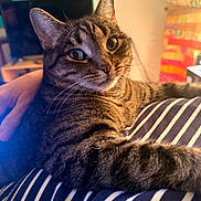 Stanley joined the competition — help win amazing prizes! cat, tabby, pet, indoor, striped_blanket, furniture, cozy, relaxed, fur, whiskers, ears, eyes, home, quilt, television, hand, striped_clothing, closeup, animal, domestic