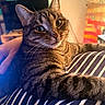 cat, tabby, pet, indoor, striped_blanket, furniture, cozy, relaxed, fur, whiskers, ears, eyes, home, quilt, television, hand, striped_clothing, closeup, animal, domestic