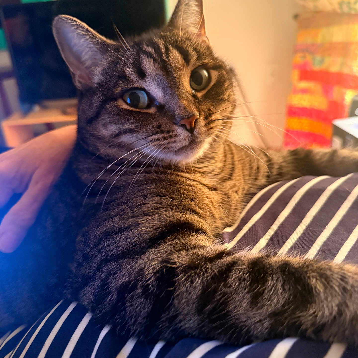 Stanley joined the competition — help win amazing prizes! cat, tabby, pet, indoor, striped_blanket, furniture, cozy, relaxed, fur, whiskers, ears, eyes, home, quilt, television, hand, striped_clothing, closeup, animal, domestic