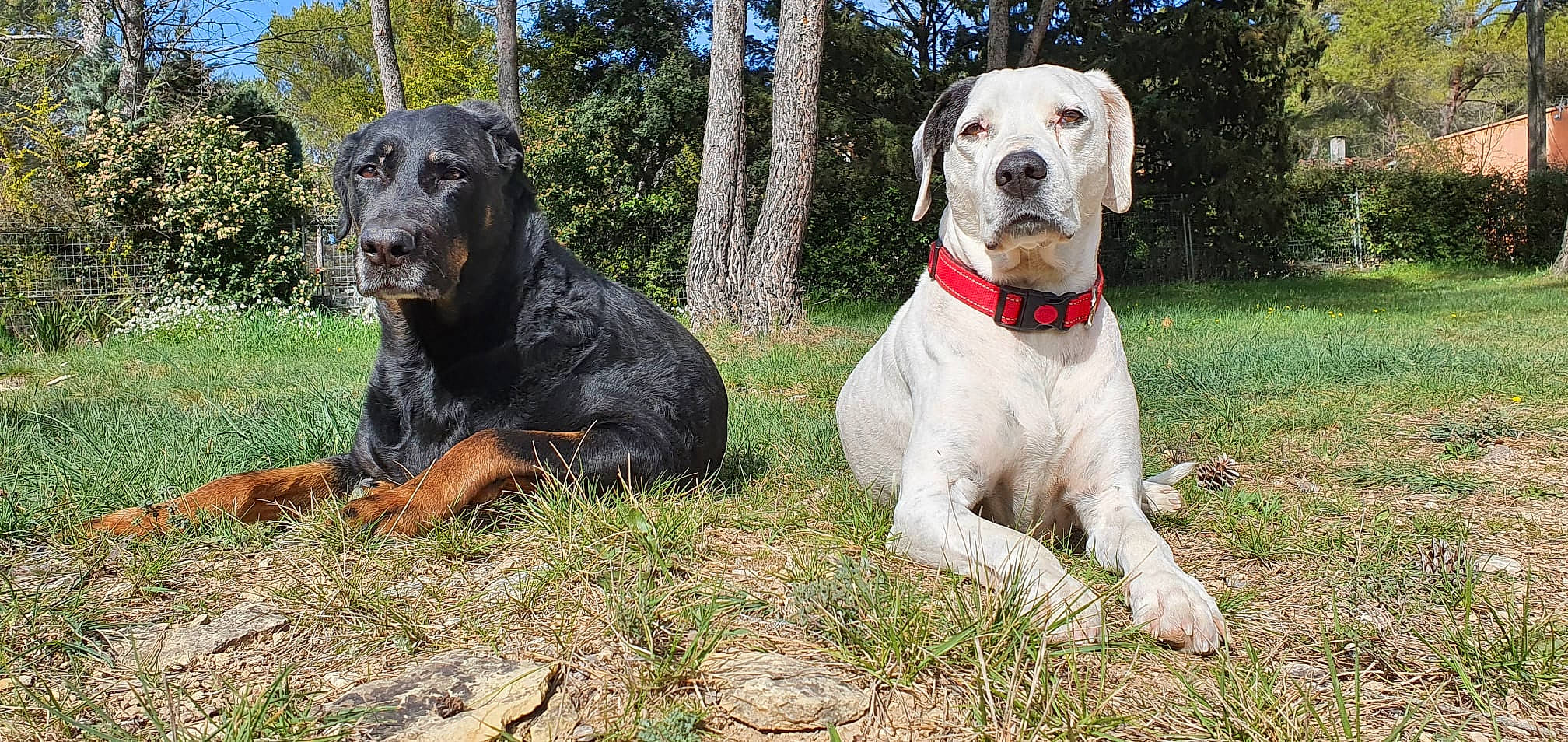 Ella a rejoint le concours — aidez-le/la à gagner de superbes lots ! canidae, carnivore, collar, companion_dog, dog, dog_breed, dog_collar, dog_supply, fawn, giant_dog_breed, grass, guard_dog, pet_supply, plant, sky, snout, sporting_group, tree, working_animal, working_dog