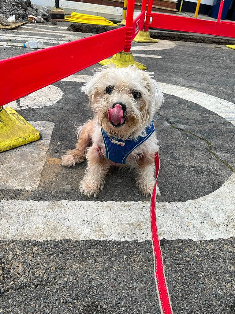 Prince joined the competition — help win amazing prizes! asphalt, canidae, carnivore, collar, companion_dog, dog, dog_breed, dog_collar, dog_supply, dog_walking, leash, poodle, public_space, road_surface, sidewalk, small_terrier, snout, terrier, toy_dog, working_animal