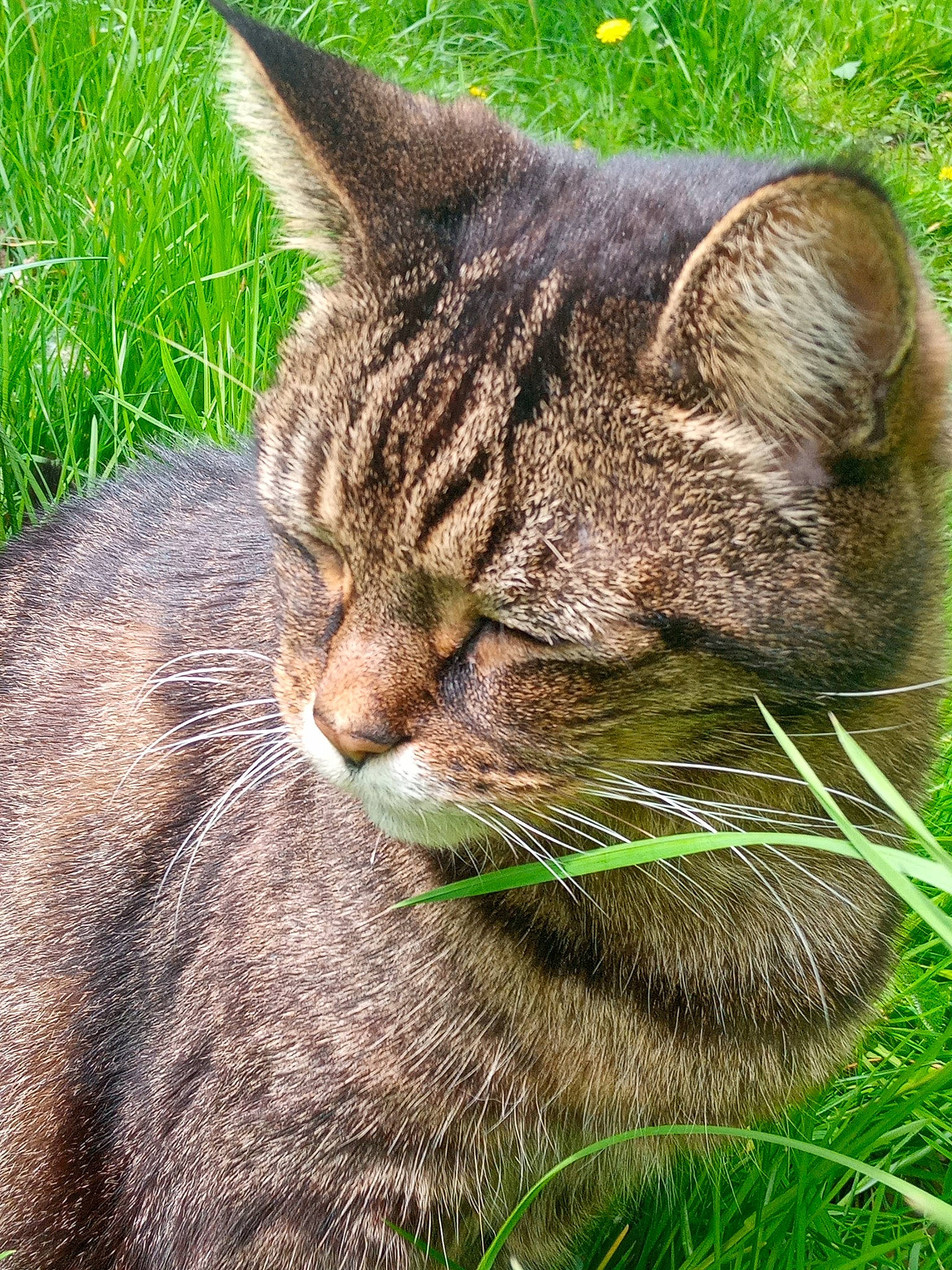 Snowy joined the competition — help win amazing prizes! carnivore, cat, close_up, domestic_short_haired_cat, felidae, fur, grass, grass_family, groundcover, plant, small_to_medium_sized_cats, snout, terrestrial_animal, whiskers, wildlife