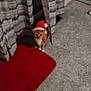 Georgie is registered to the contest to win money with this photo: blurred, carpet, cat, cozy, curious, curtains, festive, ginger_cat, holiday, home, indoor, laundry_basket, low_light, motion_blur, peeking, pet, red_rug, santa_hat, sitting, vertical_orientation