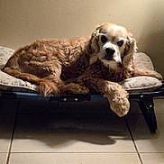 Jagger joined the competition — help win amazing prizes! animal, canine, companion, cozy, cushion, cute, dog, domestic, fur, golden_brown, home, indoor, laying_down, medium_sized_dog, paw, pet_bed, quiet, relaxed, resting, tile_floor