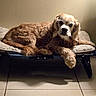 animal, canine, companion, cozy, cushion, cute, dog, domestic, fur, golden_brown, home, indoor, laying_down, medium_sized_dog, paw, pet_bed, quiet, relaxed, resting, tile_floor