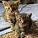 Atlas And Athena