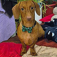 Victor participe au concours pour gagner de l'argent avec cette photo : animal, bed, blanket, bow_tie, brown, cozy, cute, dachshund, dog, domestic, ears, fur, green, houseplant, indoor, looking, pet, plant, portrait, red