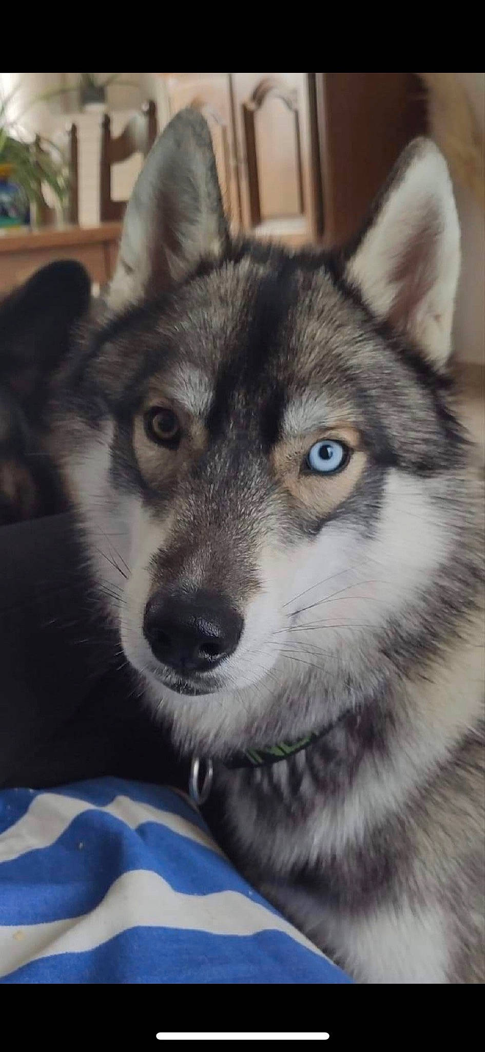 Rocket a rejoint le concours — aidez-le/la à gagner de superbes lots ! art, canidae, canis, carnivore, companion_dog, dog, dog_breed, eye, fur, grey, iris, jaw, sled_dog, snout, sporting_group, terrestrial_animal, whiskers, wildlife, wolf, working_animal