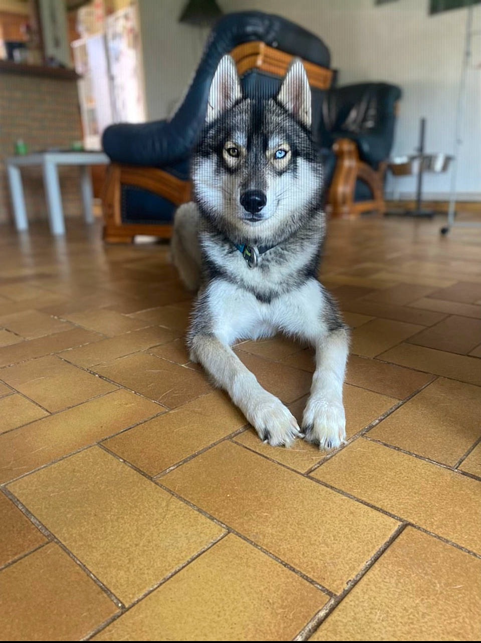 Rocket a rejoint le concours — aidez-le/la à gagner de superbes lots ! carnivore, chair, companion_dog, couch, dog, dog_breed, electric_blue, fawn, felidae, floor, flooring, furniture, grey, small_to_medium_sized_cats, snout, tail, tile_flooring, whiskers, wood, working_animal