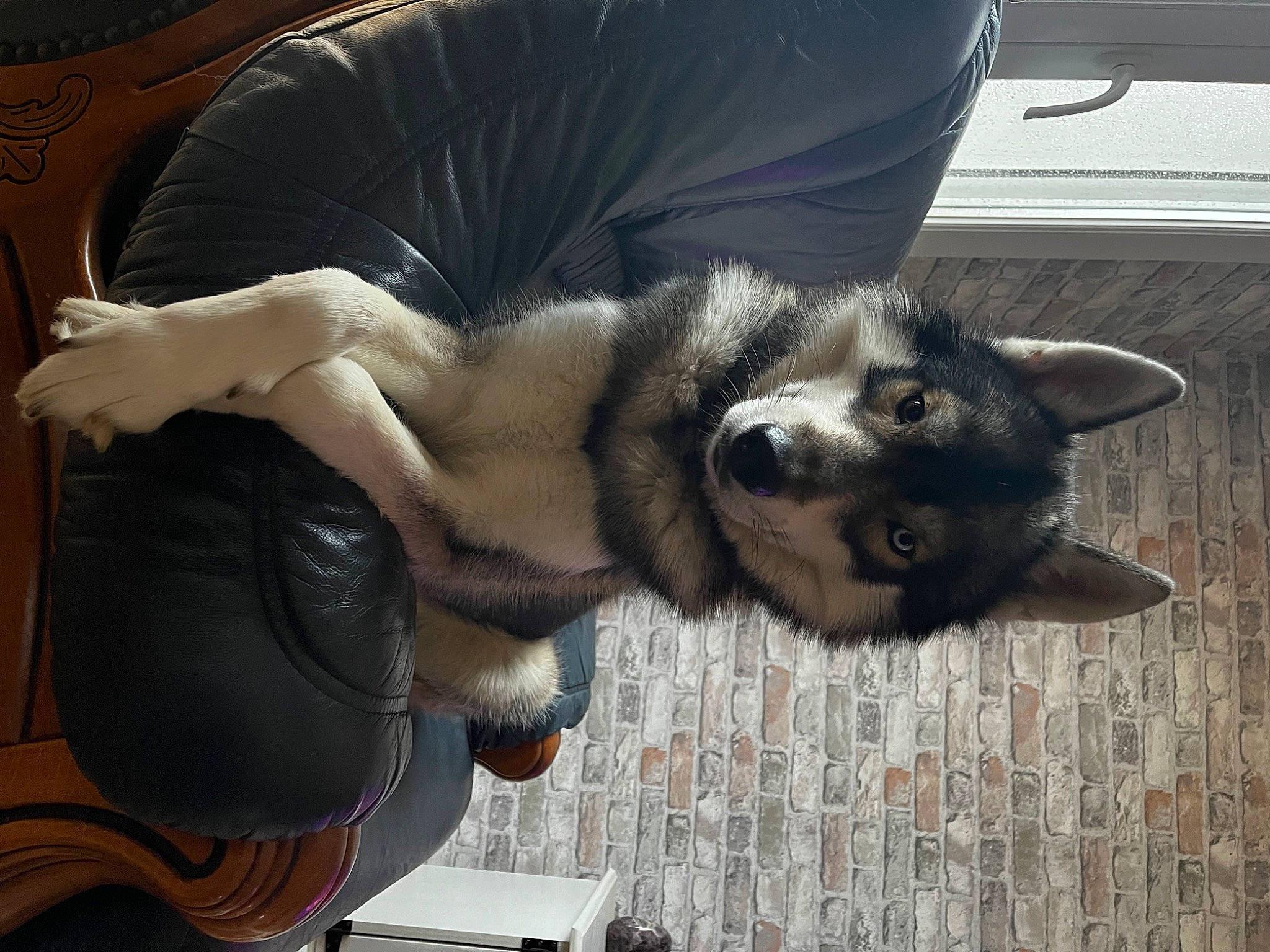 Rocket participe au concours pour gagner de l'argent avec cette photo : canidae, canis, carnivore, comfort, companion_dog, dog, dog_breed, fawn, fur, gesture, herding_dog, jaw, non_sporting_group, paw, siberian_husky, snout, sporting_group, whiskers, working_animal, working_dog